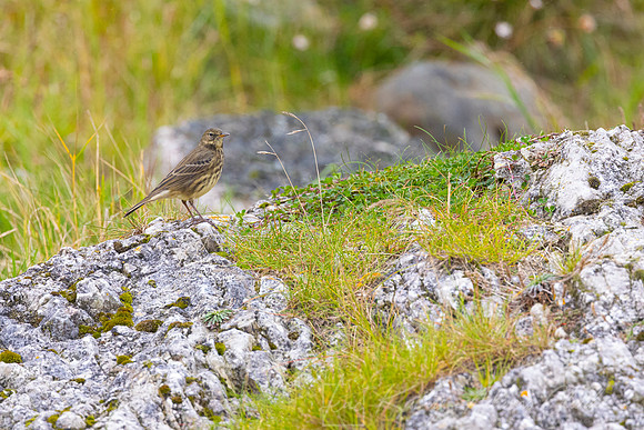 Rock Pipit KAC5181