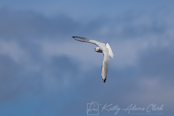 Black-headed Gull KAC5321