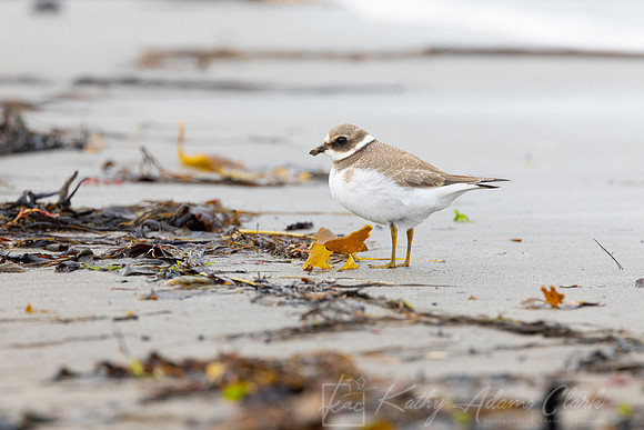 Common Ringed Plover KAC5200