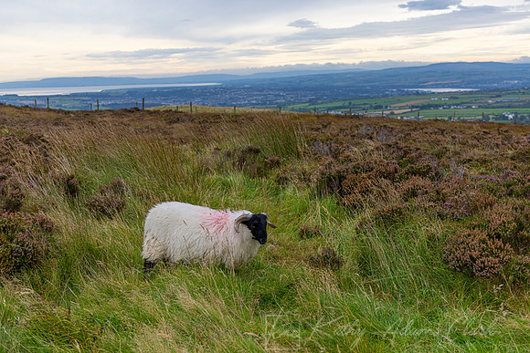 Sheep Northern Ireland KAC1719
