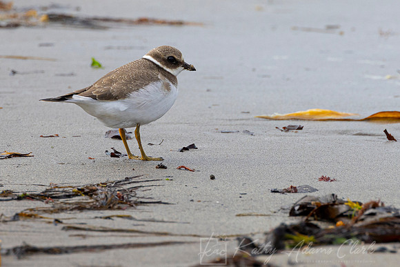Common Ringed Plover KAC5209