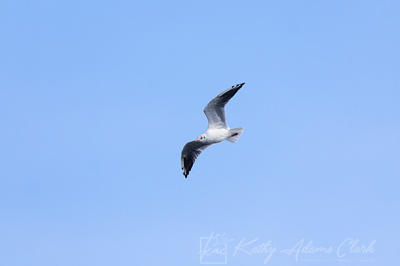 Black-headed Gull KAC5303