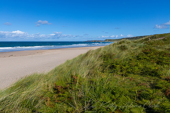 White Park Bay KAC1956