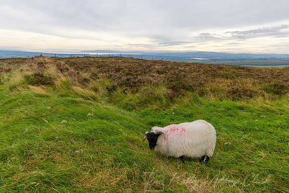 Sheep Northern Ireland KAC1726