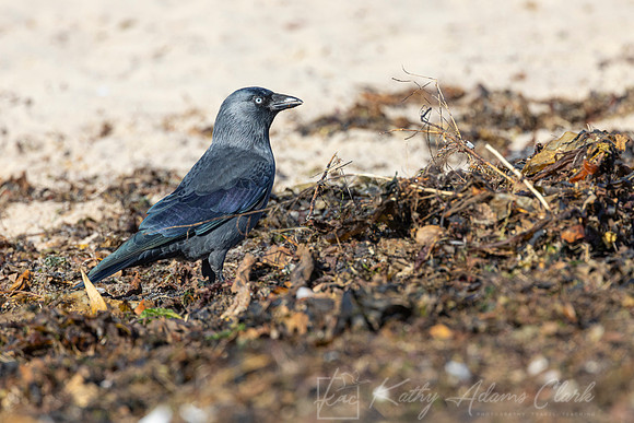 Jackdaw KAC5240
