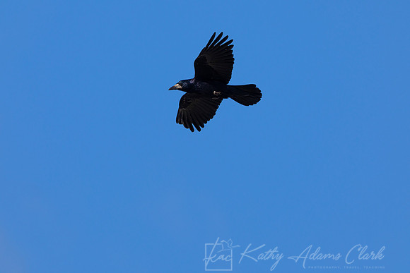 Rook KAC5281