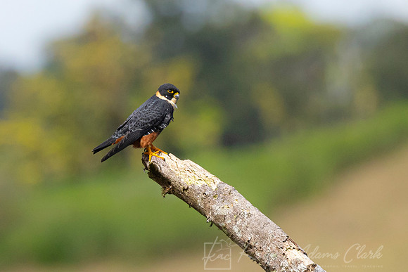 Bat falcon KAC0657