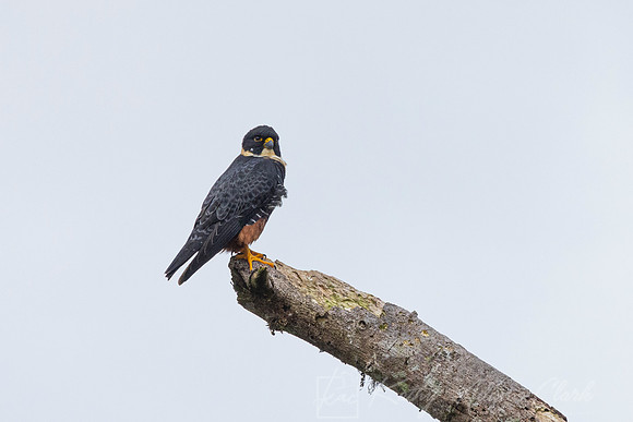 Bat falcon KAC0663
