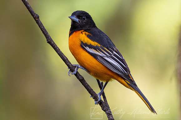 Baltimore oriole KAC0699