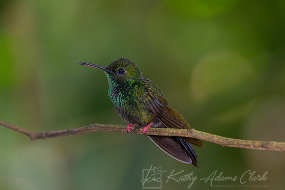 Bronze-tailed plumeleteer KAC0469