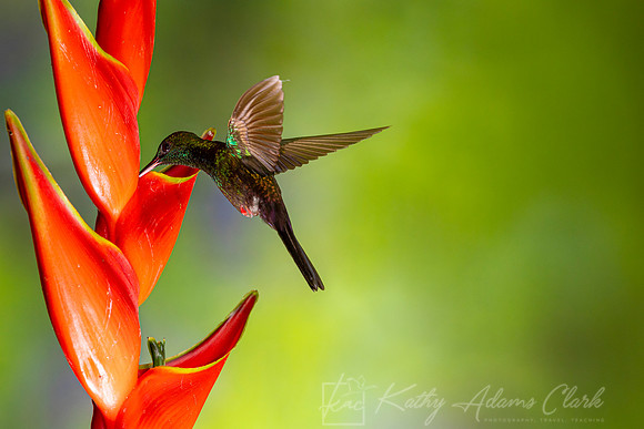 Bronze-tailed plumeleteer KAC0462