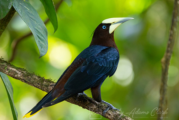 Chestnut-headed oropendola KAC4745