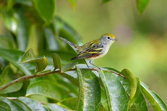 Chestnut-sided warbler KAC5345