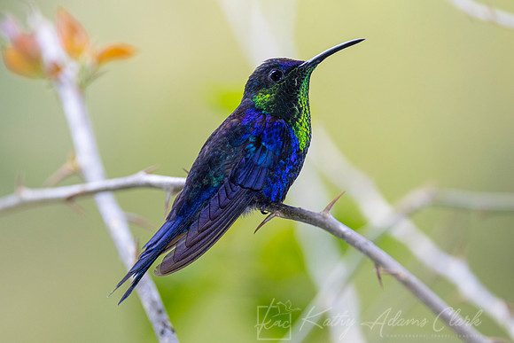Crowned woodnymph hummingbird KAC0131
