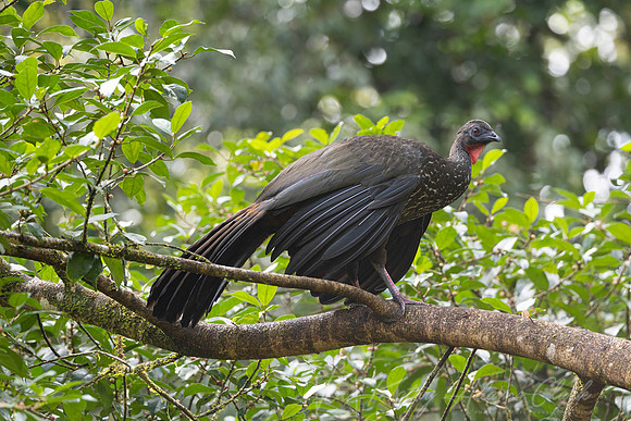 Crested guan KAC0501