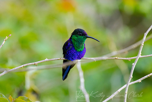 Crowned woodnymph hummingbird KAC0142