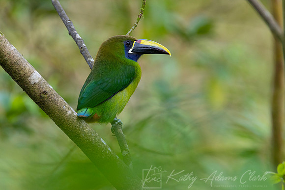 Emerald toucanet KAC0704