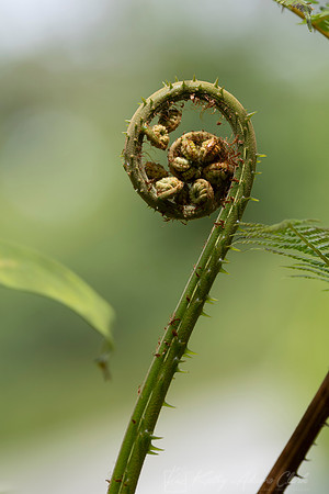Fern Fiddlehead Costa Rica KAC0516