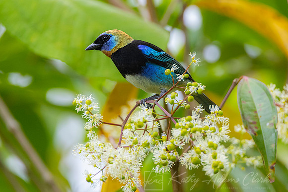 Golden-hooded tanager KAC0541