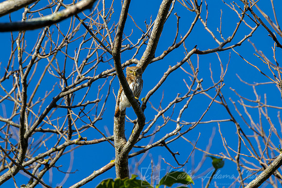 Ferruginous pygmy-owl KAC0557