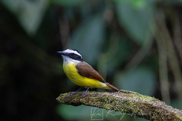 Great kiskadee KAC0478