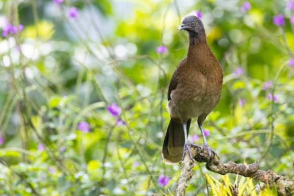 gray-headed chachalaca KAC5229