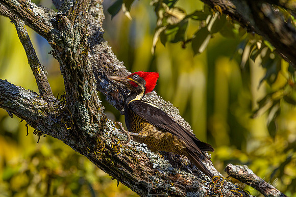Lineated woodpecker KAC0598