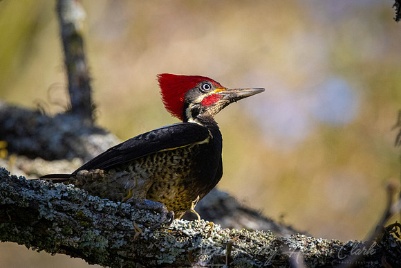 Lineated woodpecker KAC0615