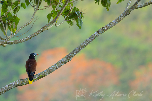 Montezuma oropendola KAC0425