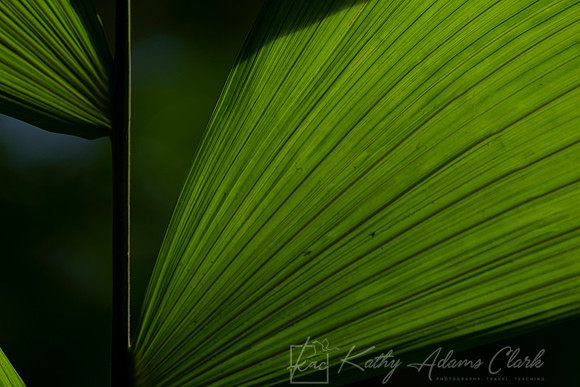 Panama Hat Palm KAC0519