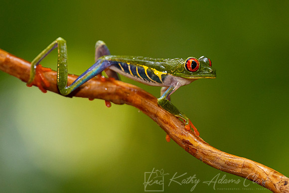 Red-eyed treefrog KAC4821