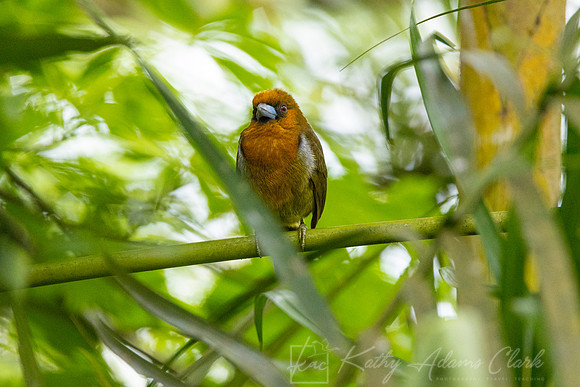 Prong-billed barbet KAC0671