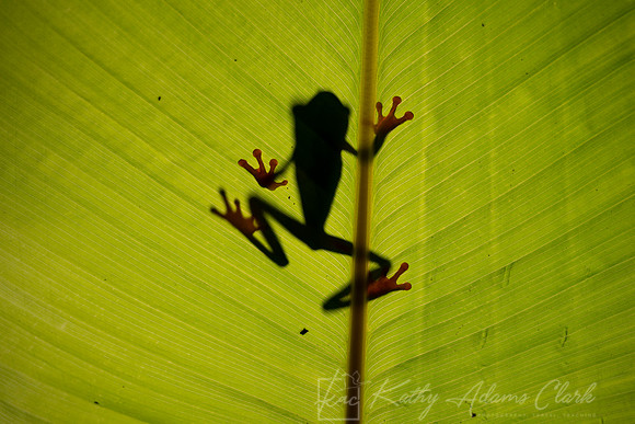 Red-eyed treefrog KAC4827