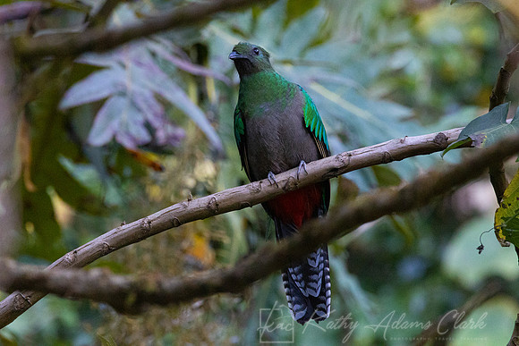 Resplendent quetzal KAC4480