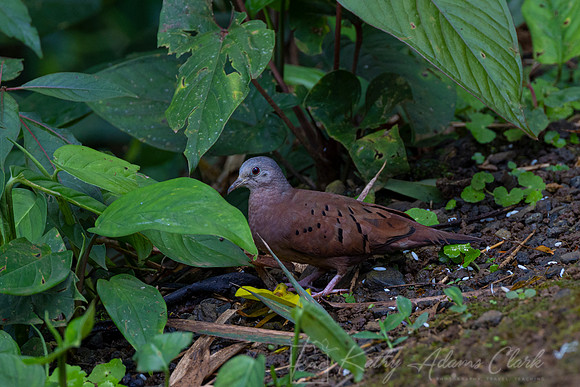 Ruddy ground-dove KAC0651