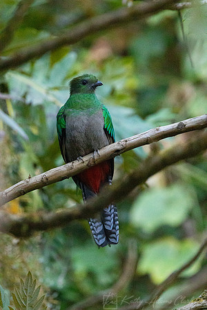 Resplendent quetzal KAC4497
