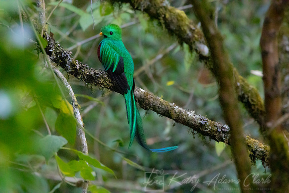 Resplendent quetzal KAC4597