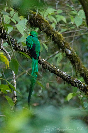 Resplendent quetzal KAC4527