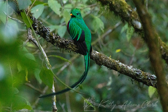 Resplendent quetzal KAC4591