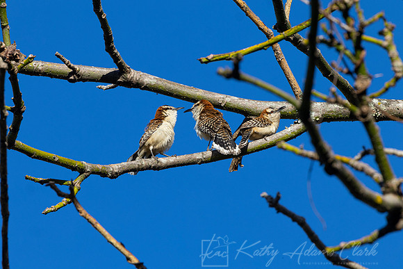 Rufous-naped wren KAC0575
