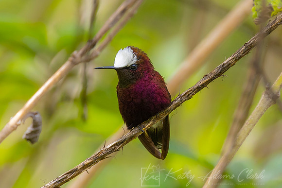 Snowcap hummingbird KAC4617