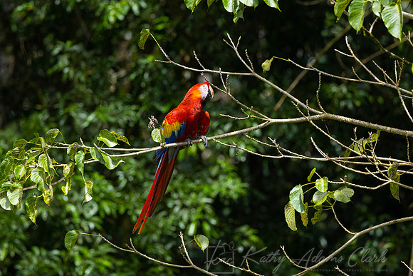 Scarlet macaw KAC0636