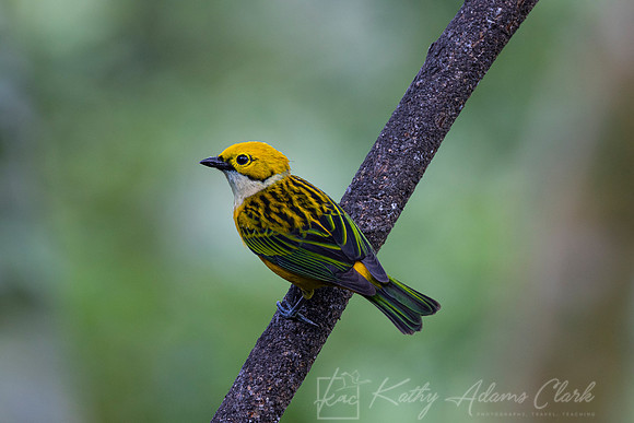 Silver-throated tanager KAC0712