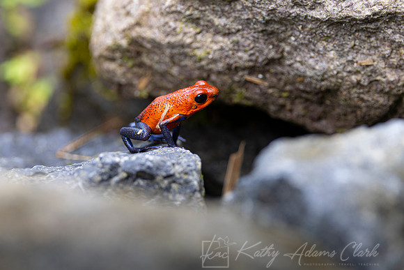 Strawberry poison-dart frog KAC4853