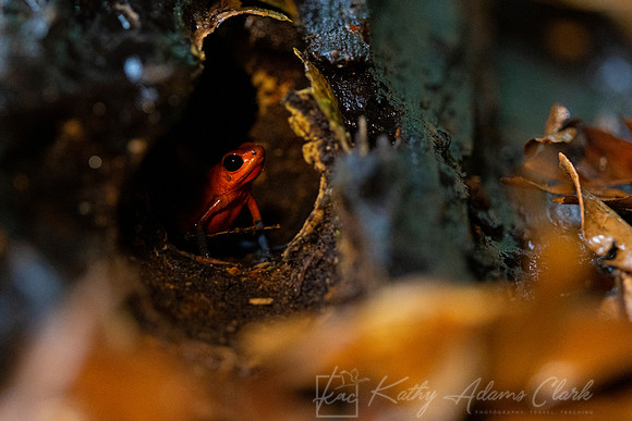 Strawberry poison-dart frog KAC4856