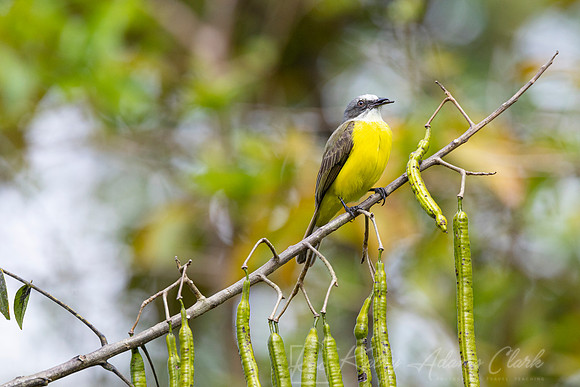 Tropical kingbird KAC 0043
