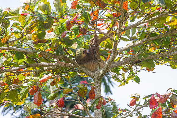 Two-toed sloth KAC 0085