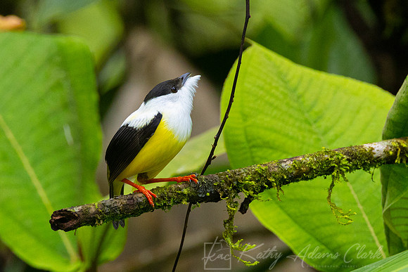 White-collared manakin KAC 0053