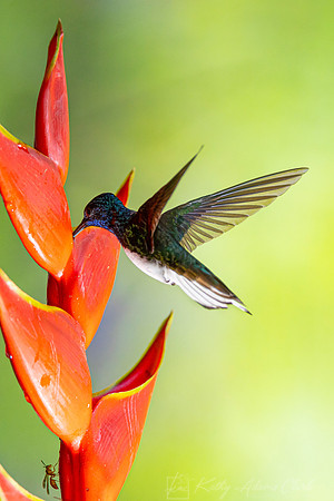White-necked jacobin KAC4729