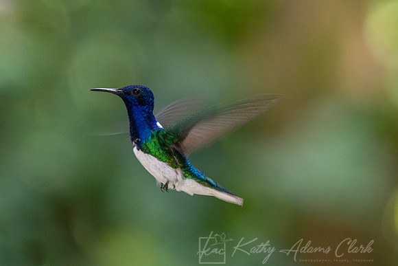 White-necked jacobin hummingbird KAC0483